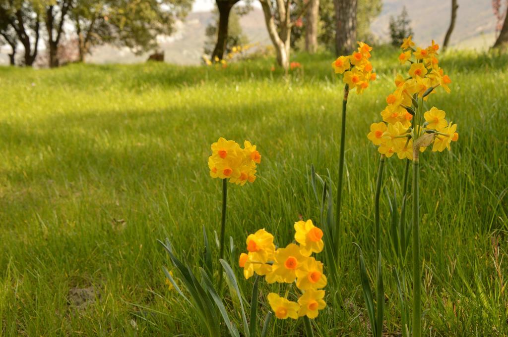 Agriturismo Riparossa Allerona 外观 照片